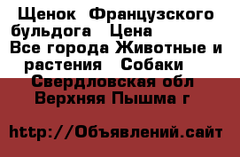 Щенок  Французского бульдога › Цена ­ 35 000 - Все города Животные и растения » Собаки   . Свердловская обл.,Верхняя Пышма г.